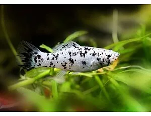 Malá živorodka s černými skvrnami plave mezi vodními rostlinami.