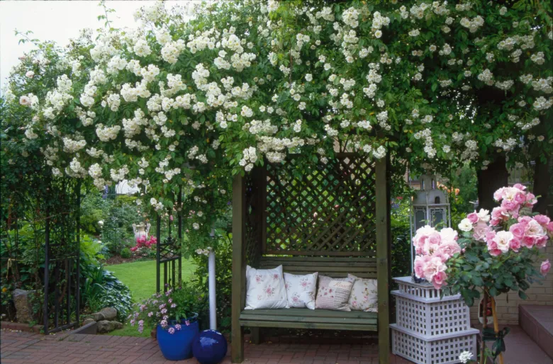 Dřevěná pergola s bílými růžemi a lavicí v zahradě