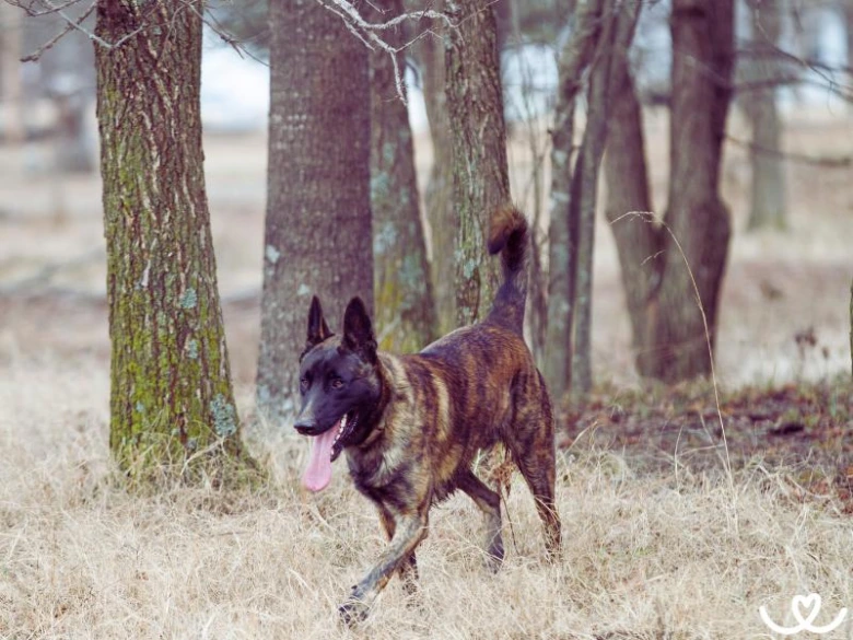 Belgický malinois plemeno psů v přírodě mezi stromy.