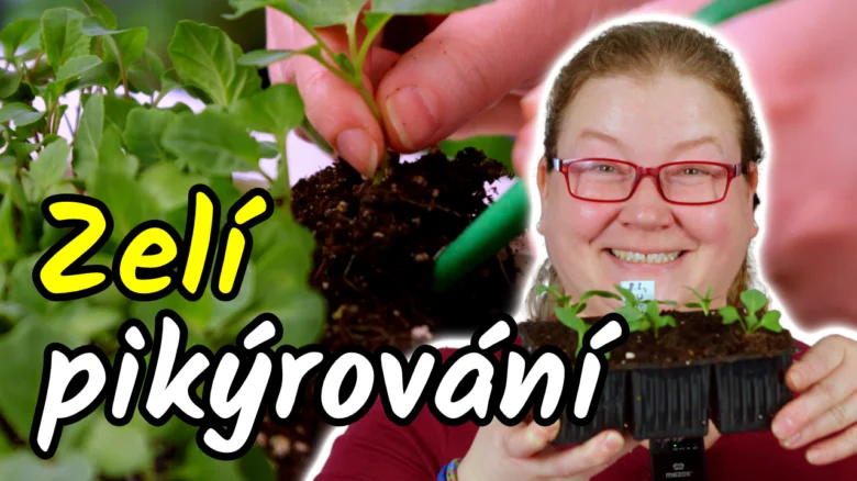 Přesazování sazenic zelí do většího kontejneru