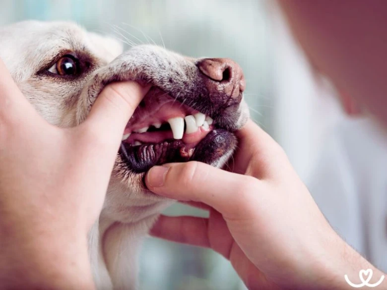 Veterinář kontroluje zuby psa při vyšetření