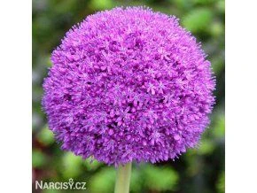 Fialová kulatá květina cibuloviny allium na zeleném pozadí