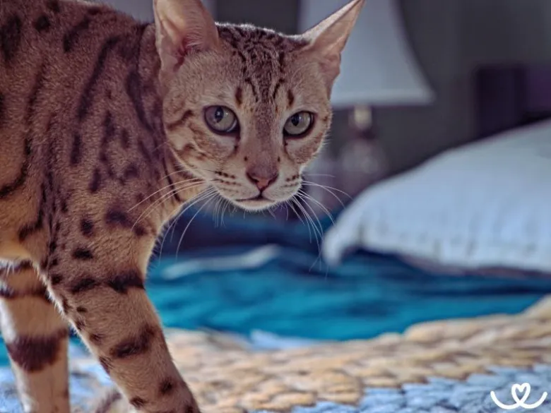 Ocikat kočka s typickým zobrazením v interiéru.