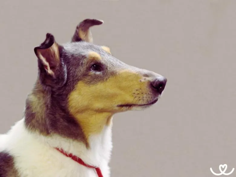 Profil krátkosrsté kolie s typickým zbarvením srsti.