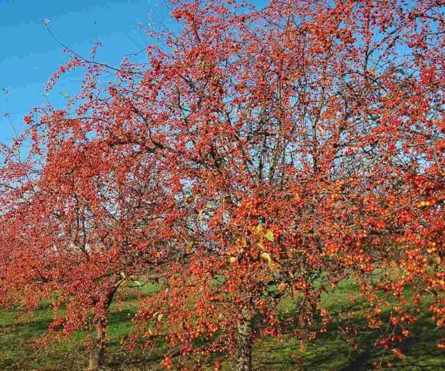 Okrasná jabloně plodí drobná červená jablíčka na slunci.