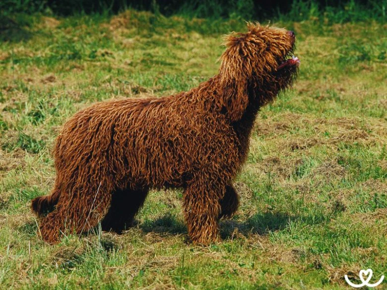 Hnědý pes barbet stojí na trávníku s kudrnatou srstí.