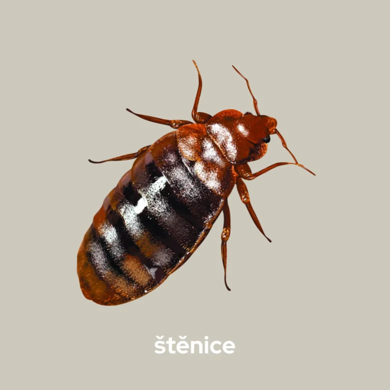 Červený brouk - štěnice postelová na neutrálním pozadí
