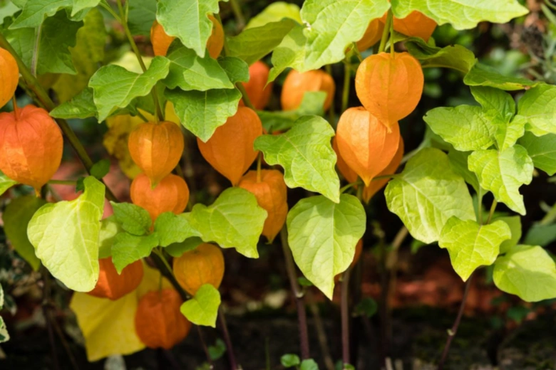Zralé oranžové plody physalis rostoucí na zeleném keři.