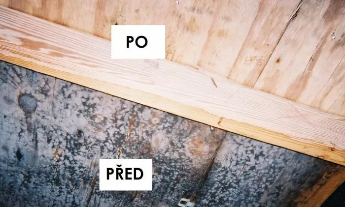 Porovnání dřeva před a po napadení houbami