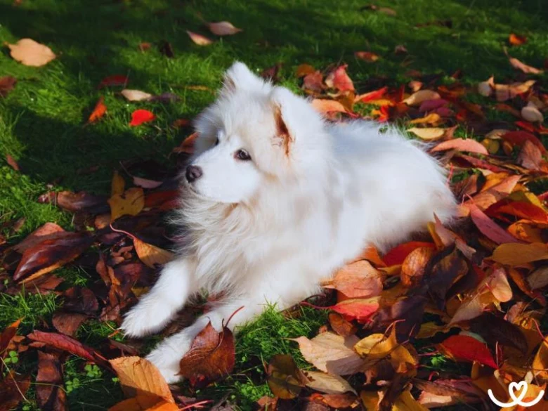 Bílý samojed leží na trávě mezi podzimními listy.