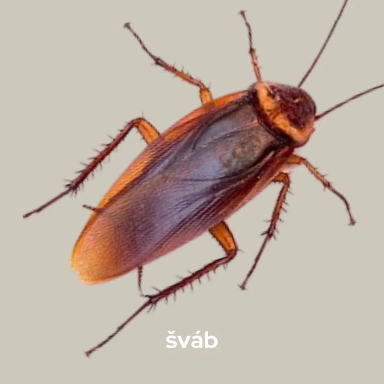Blízko záběr na červeného brouka, švába.
