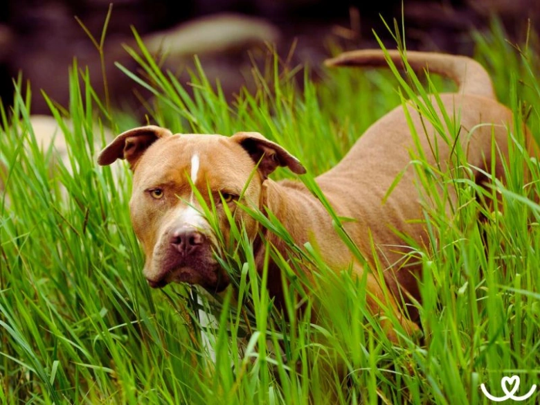 Hnědý pes plemene pitbull stojí v trávě a dívá se na diváka.