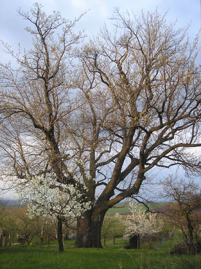 Velká kvetoucí oskeruše s bílými květy na pozadí modré oblohy.