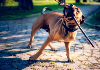 Maltese doga dog with stick