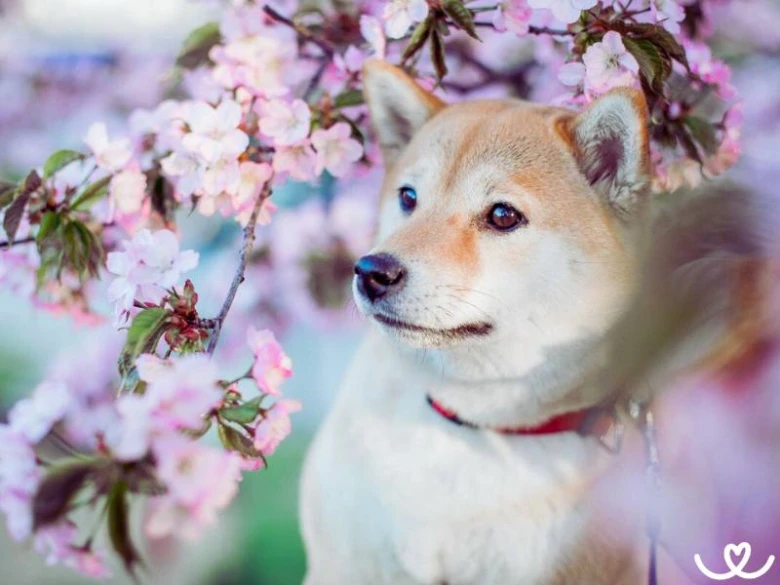 Japonský pes šiba inu mezi kvetoucími sakurami.