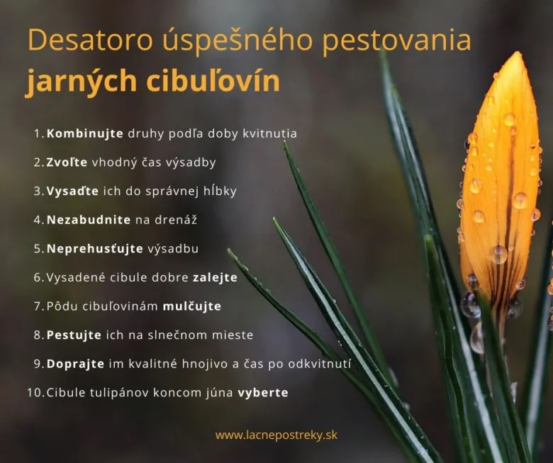 Jarní cibulovina s kapkami rosy a tipy na pěstování