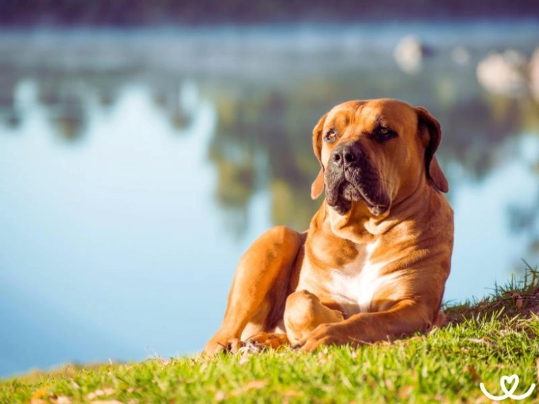 Hnědý boerboel leží na trávě u jezera.