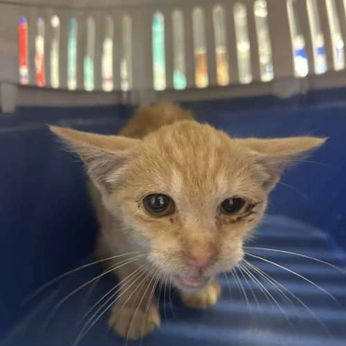 Kitten in shelter crate