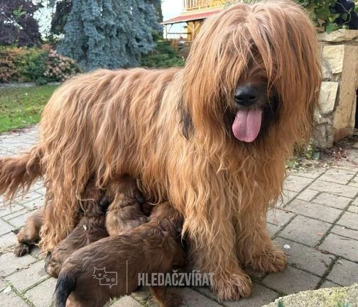 Afghánský pes s štěňaty kojícími se venku