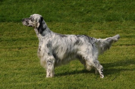Anglický setter stojí na trávníku s charakteristickým mramorovaným srstí.