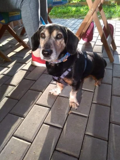 Šťastná adoptovaná pejsek stojí na terase s lidmi.