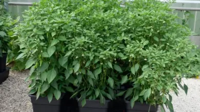 Hydroponicky pěstované papričky v květináčích na štěrku.