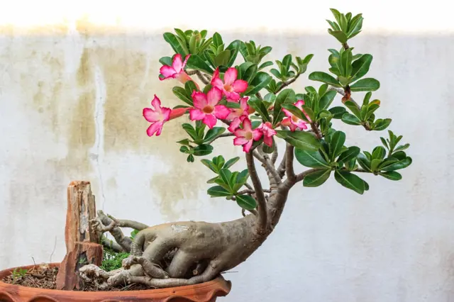 Pěstovaná pouštní růže adenium s květy v hrnci.