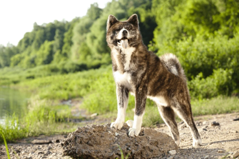 Akita inu stojí na skále u řeky s lesním pozadím.