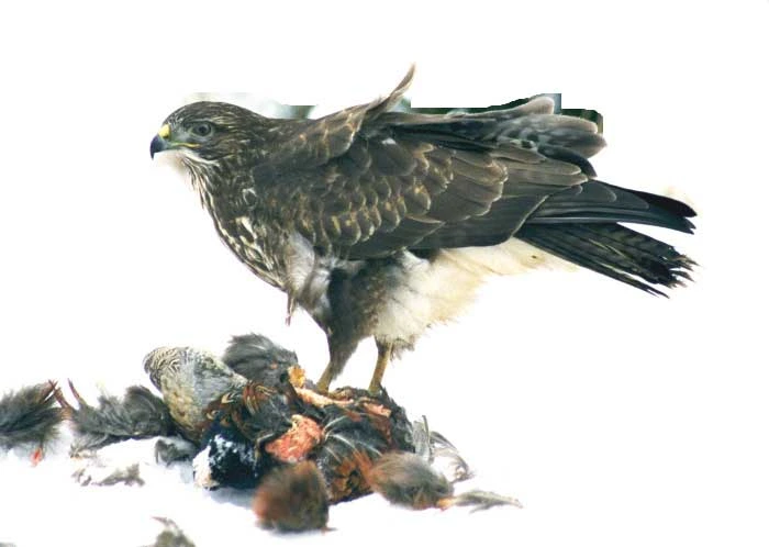 Forest hawk with prey