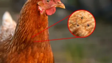 Hnědá kuřice s viditelnými čmelíky na peří v přiblížení.