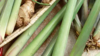 Čerstvá citronová tráva s kořeny, zázvorem a chilli papričkami