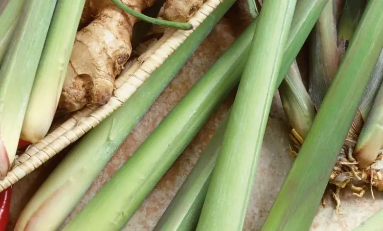 Čerstvá citronová tráva s kořeny, zázvorem a chilli papričkami