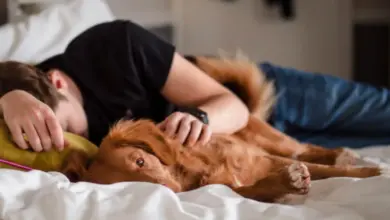 Muž spí v posteli se svým psem.