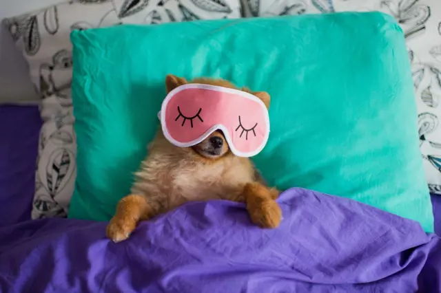 Malý pes spí v posteli s růžovou maskou na oči.