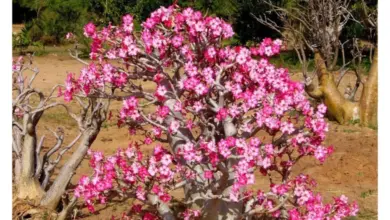 Pouzdní růže adenium s kvetucimi ruzovymi pupeny