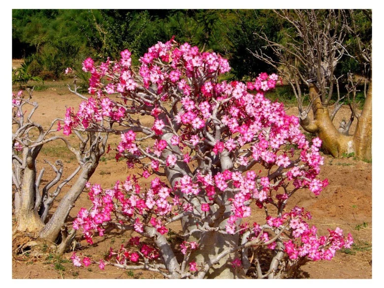 Pouzdní růže adenium s kvetucimi ruzovymi pupeny