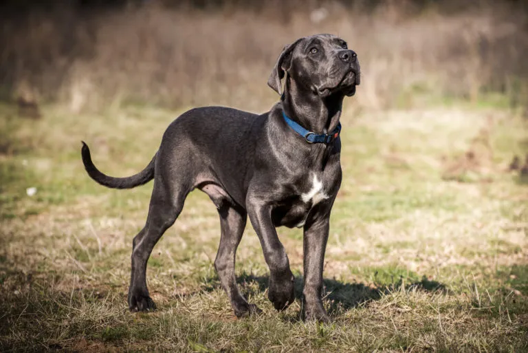 Cane corso dog