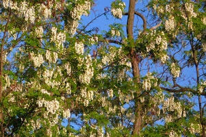 Acacia tree in bloom