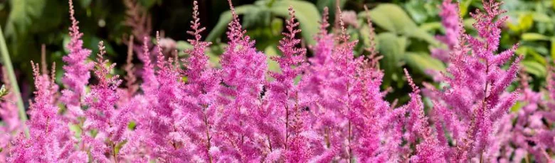 Pink astilbe flowers
