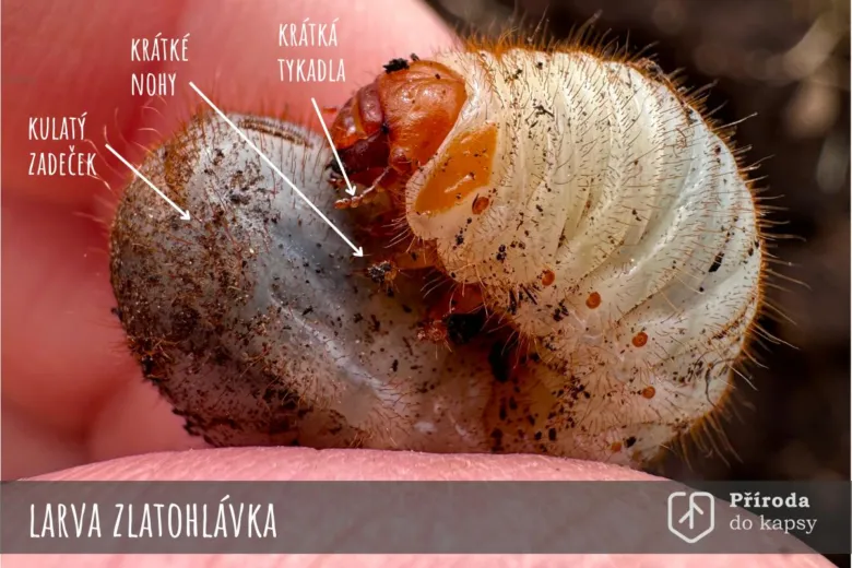 Larva zlatého zlatohlávka s označenými částmi těla.