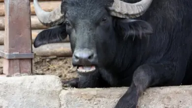 Černý domácí buvol leží v dřevěném výběhu.