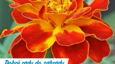 Květ afrikánu s červenými okraji na žlutém pozadí.