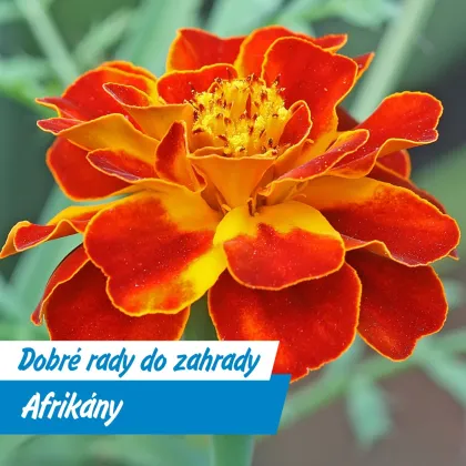 Květ afrikánu s červenými okraji na žlutém pozadí.