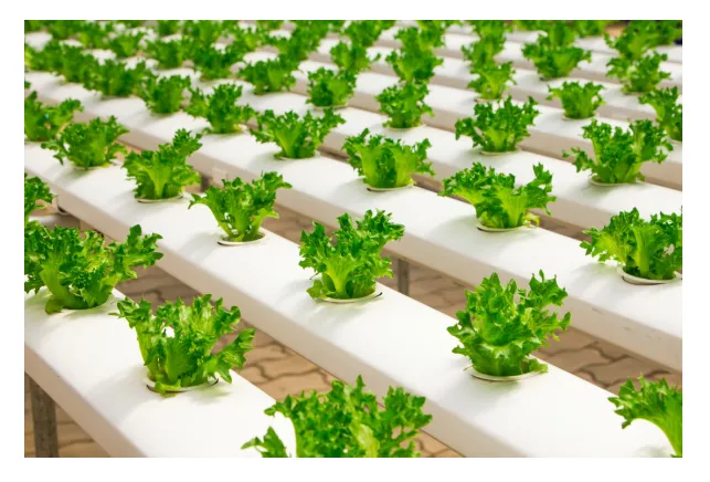 Hydroponic lettuce plants