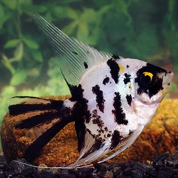 Černobílá skalář plave mezi kameny v akváriu.