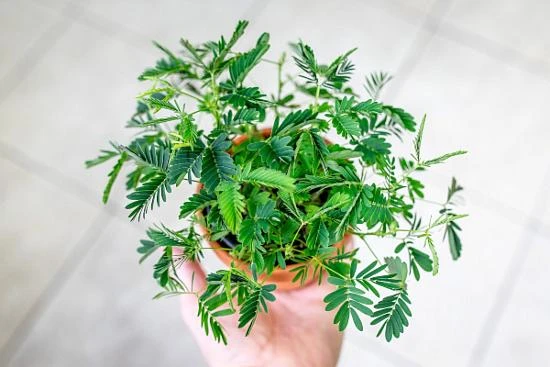 Ruce drží malý hrnec s rostlinou mimosu na pozadí dlažby.