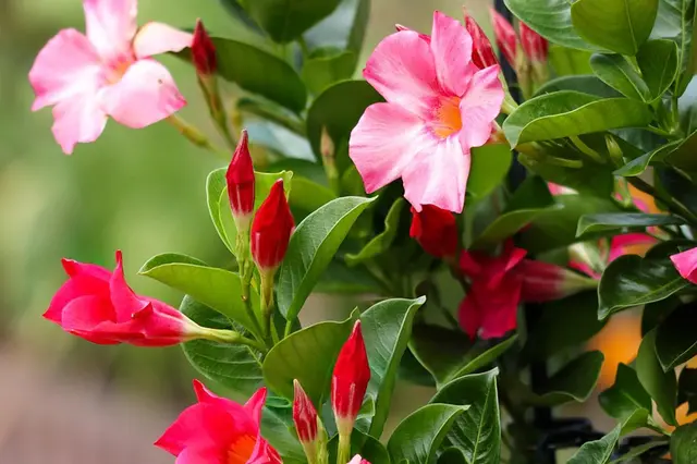 Růžové květy a pupeny rostliny Adenium obesum na zeleném listí.