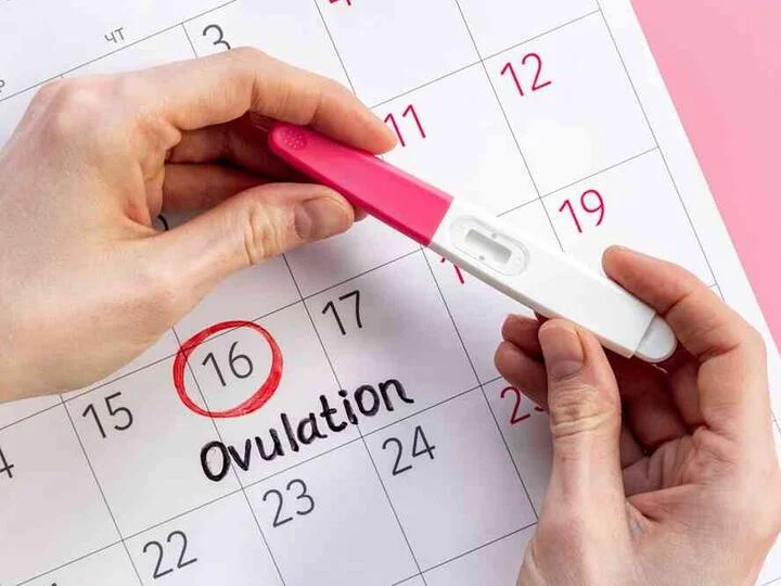 Ruce drží ovulační test nad kalendářem s označením dne vaječného výboje.