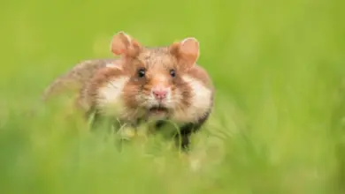Wild hamster in grass