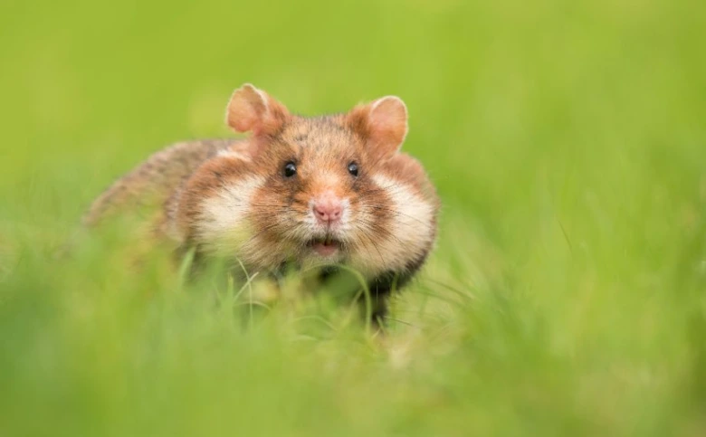 Wild hamster in grass